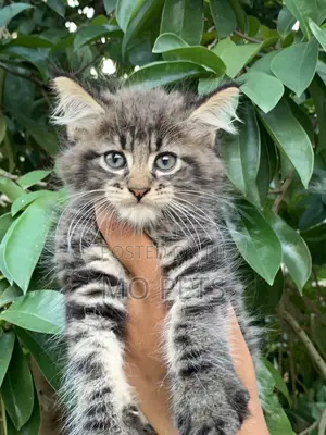 3-6 months Male Purebred Maine Coon