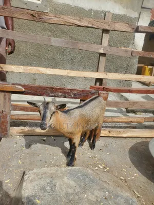 Good Goat for Breading