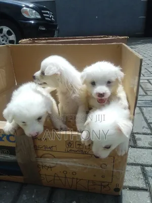 0-1 month Female Purebred American Eskimo