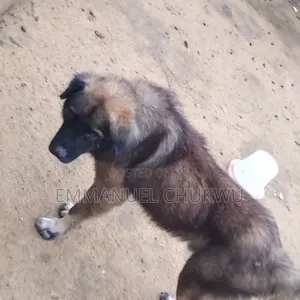 1+ year Male Mixed Breed Caucasian Shepherd