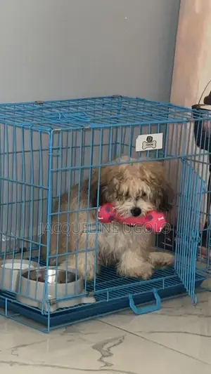 1+ year Male Purebred Lhasa Apso
