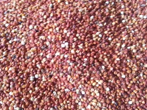 White and Red Millet
