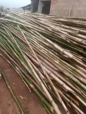 BVT Bamboos