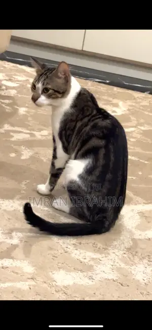 1+ year Male Mixed Breed Tabby