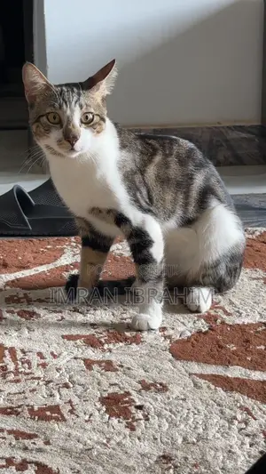 1+ year Male Mixed Breed Tabby