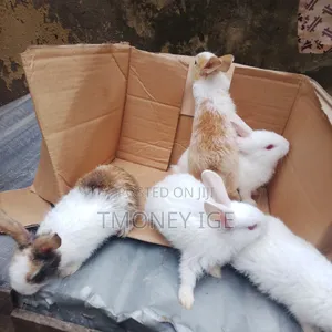 Beautiful Bunnies Ready for a New Home Animal