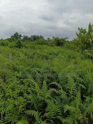 A Plot Off Ijegun-Ijagemo Express After Isheri Oshun Lagos