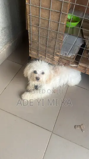 6-12 months Male Purebred Lhasa Apso