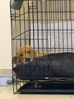 3-6 months Female Purebred Golden Retriever