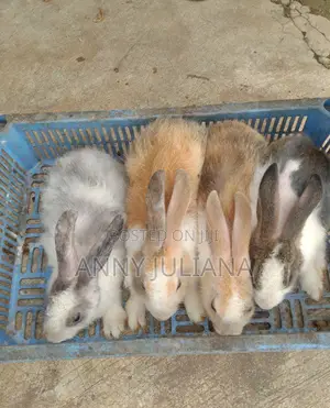 Farm Rabbits