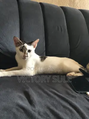 6-12 months Male Purebred American Shorthair