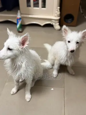 3-6 months Female Purebred American Eskimo