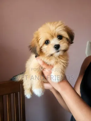 1-3 months Female Purebred Lhasa Apso