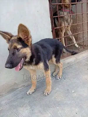 3-6 months Male Purebred German Shepherd