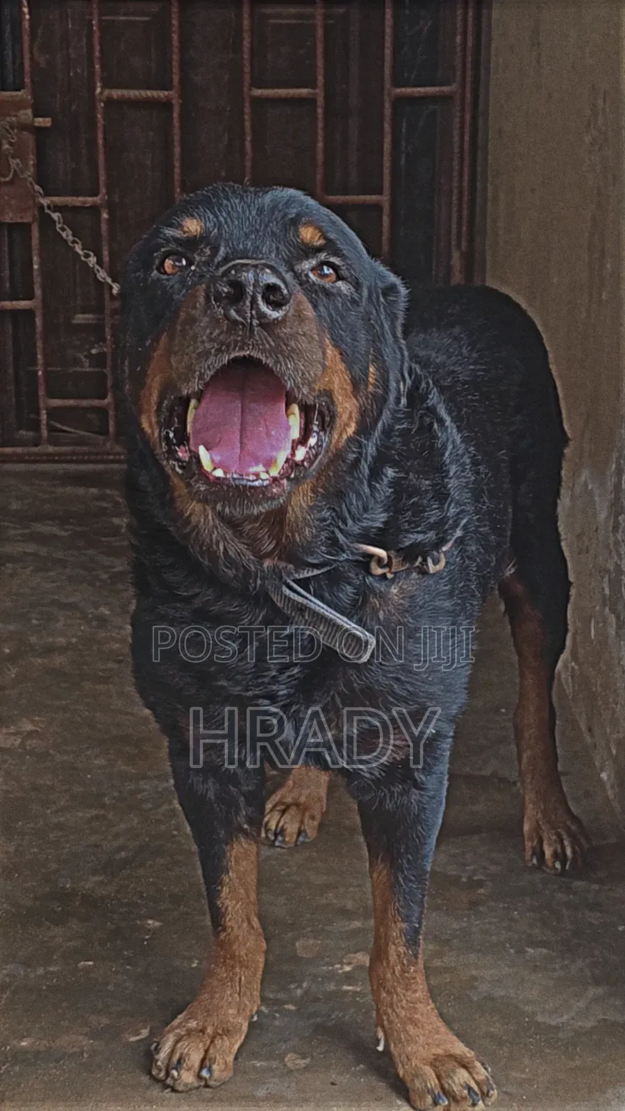 Stud Rottweiler
