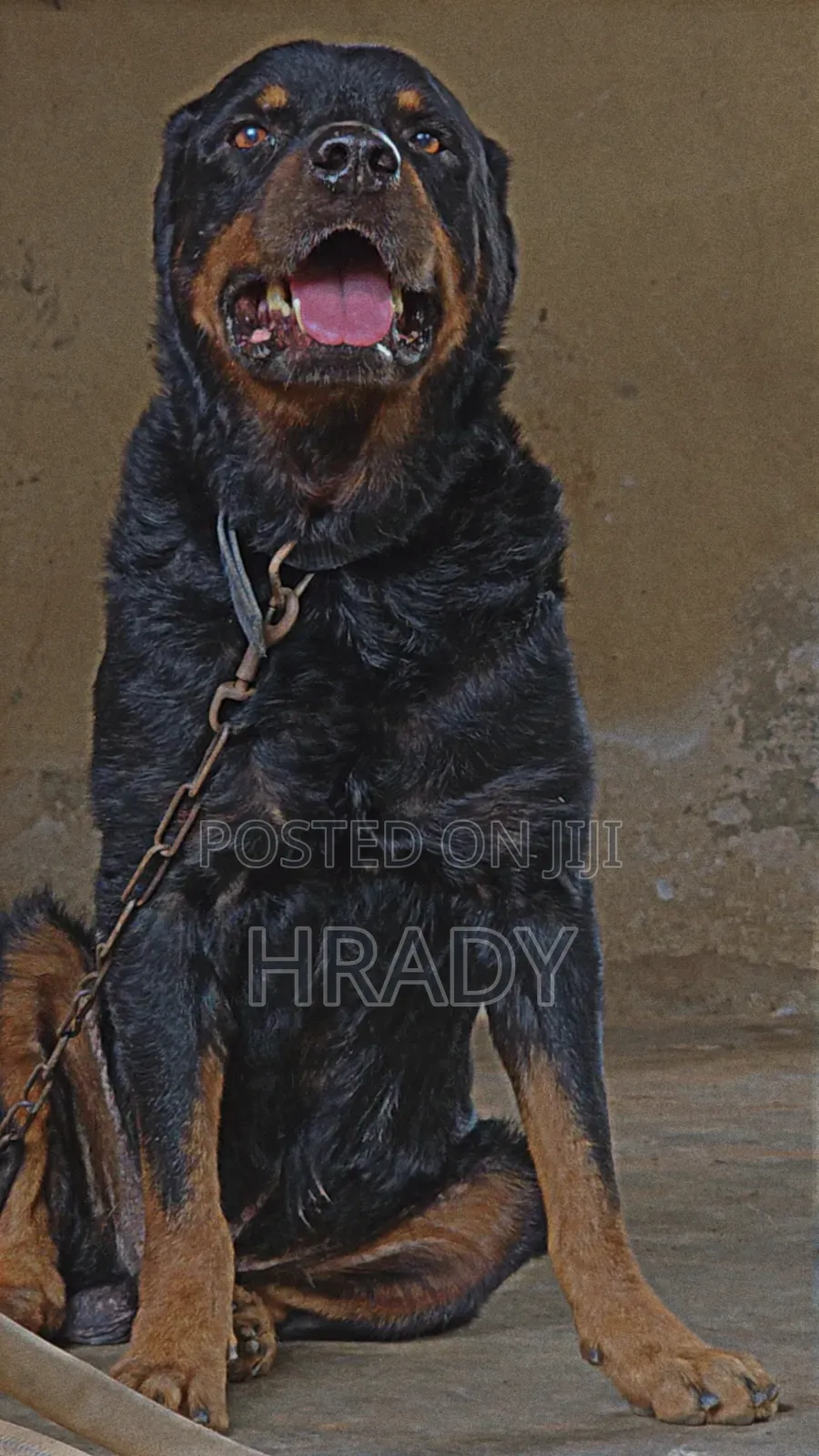 Stud Rottweiler