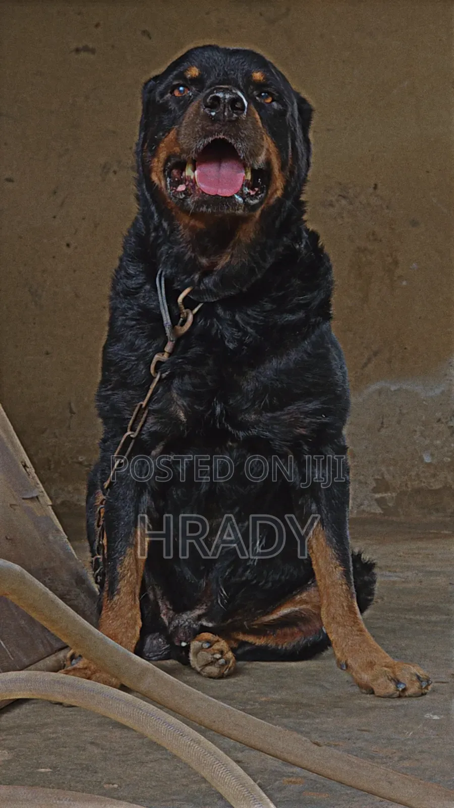 Stud Rottweiler