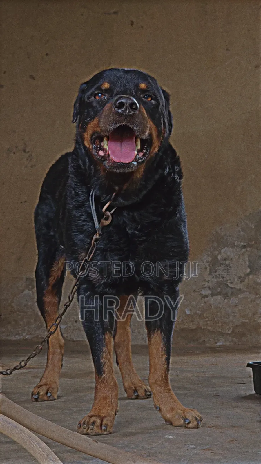 Stud Rottweiler