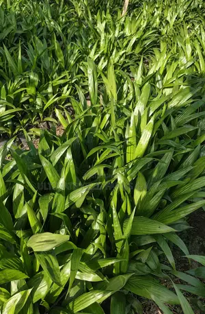 Hybrid High Yield Seedlings for Sale