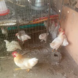 Life Chickens for Sale