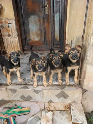 1-3 months Male Purebred German Shepherd