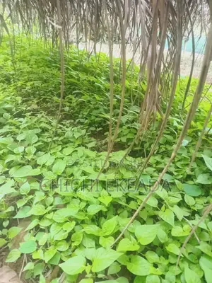 Pepper Seedlings