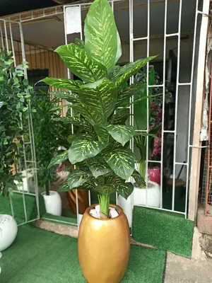 Big Coconut Fiber Pot and Dunkin Plant, 5 Ft