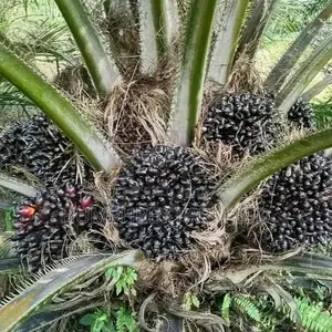 Malaysia Supergene Oil Palm Sprouted Nuts and Seedlings