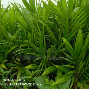 Malaysia Supergene Oil Palm Sprouted Nuts and Seedlings
