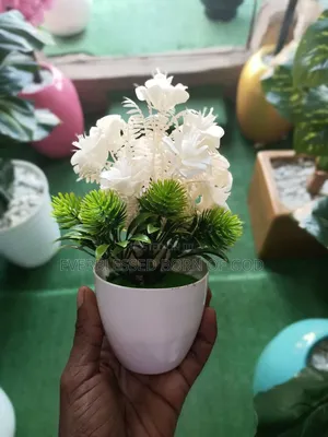 Indoor and Table Small Cup Flowers