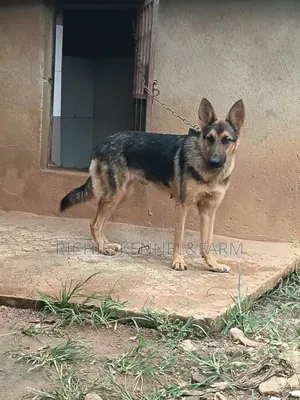 1+ year Female Purebred German Shepherd
