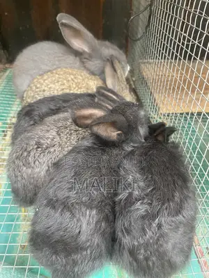 Rabbits Available for Pet, Breeding and Meat