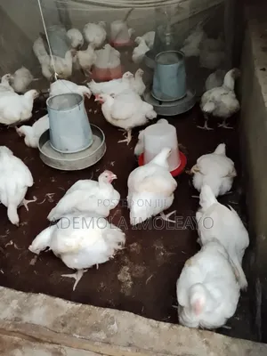 Dressed And Undressed Chicken