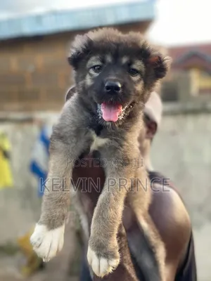 1-3 months Female Purebred Caucasian Shepherd