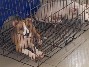 3-6 months Female Purebred American Pit Bull Terrier