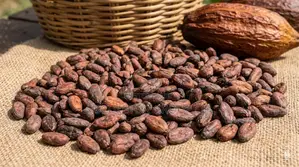 Cocoa Beans