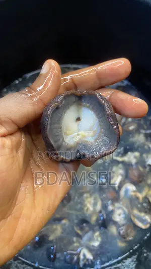 Fresh, Clean Snails