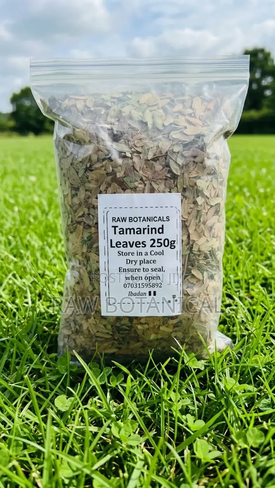 Tamarind Leaf