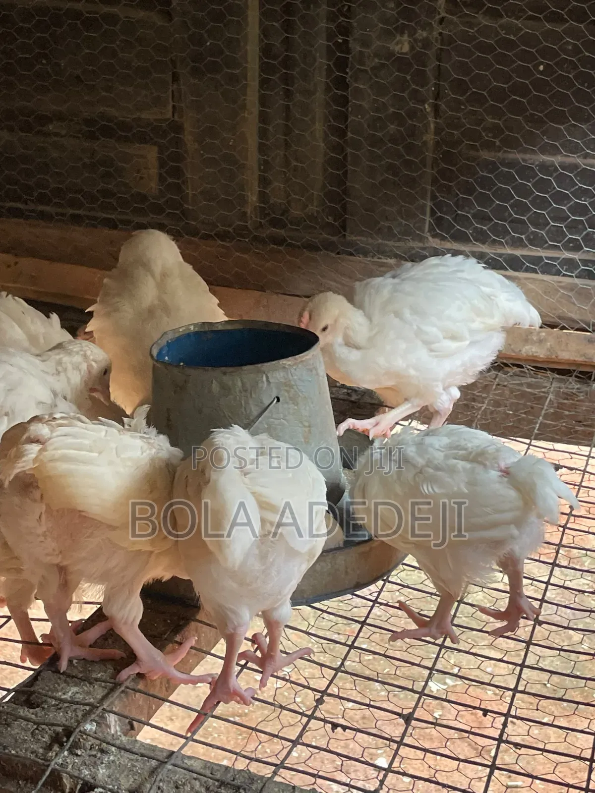 6 Weeks Cockerel