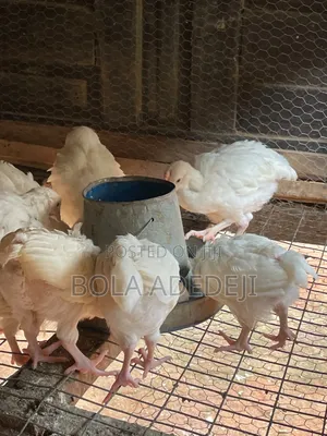 6 Weeks Cockerel