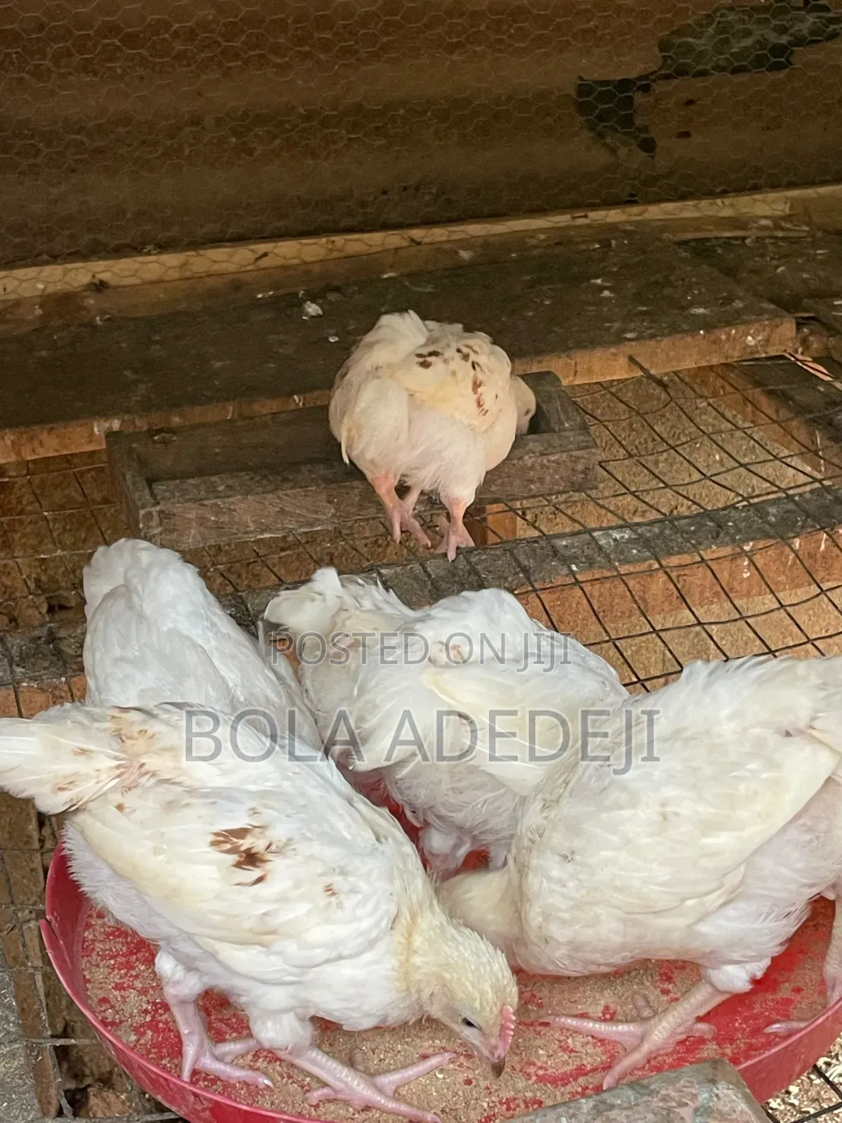 6 Weeks Cockerel