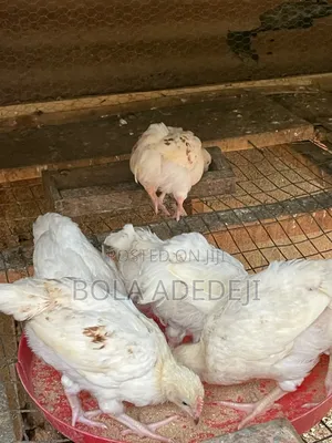6 Weeks Cockerel