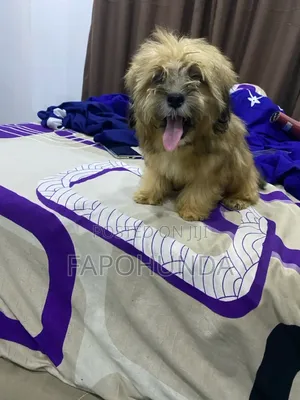 1-3 months Male Purebred Lhasa Apso