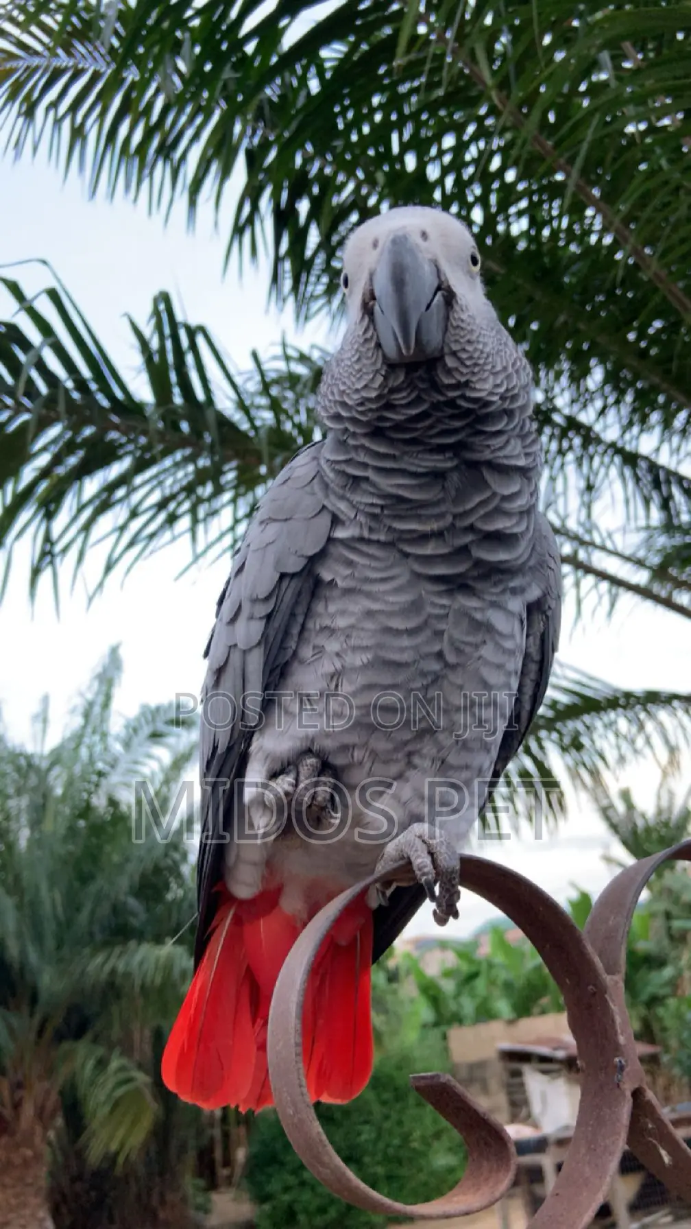 African Grey