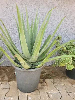 Aloe Vera Plant