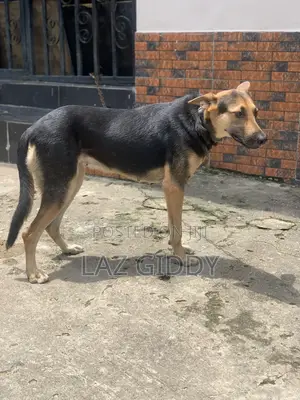 1+ year Female Purebred German Shepherd