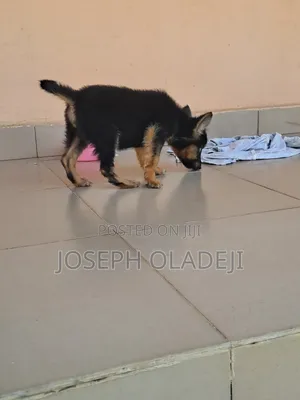 1-3 months Female Purebred German Shepherd