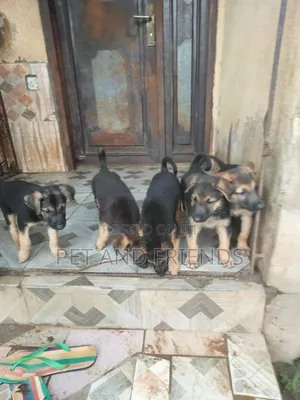 1-3 months Male Purebred German Shepherd