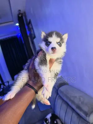 1-3 months Male Purebred Siberian Husky