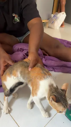 1+ year Female Mixed Breed Cat